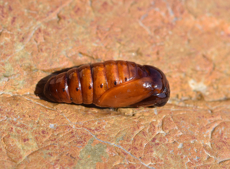 Clostera curtula e Clostera anastomosis - Notodontidae